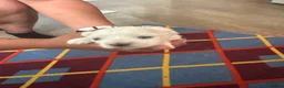 Maltese dogs for sale: Maltese puppies  - Advert 4