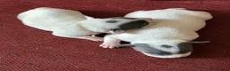 Staffordshire Bull Terrier dogs for sale: Lovely staffie pups   - Advert 5