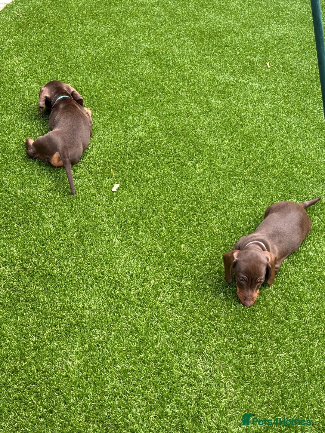 Dachshund dogs for sale: Miniature Dachshund Smooth Haired Dachshunds' - Advert 2