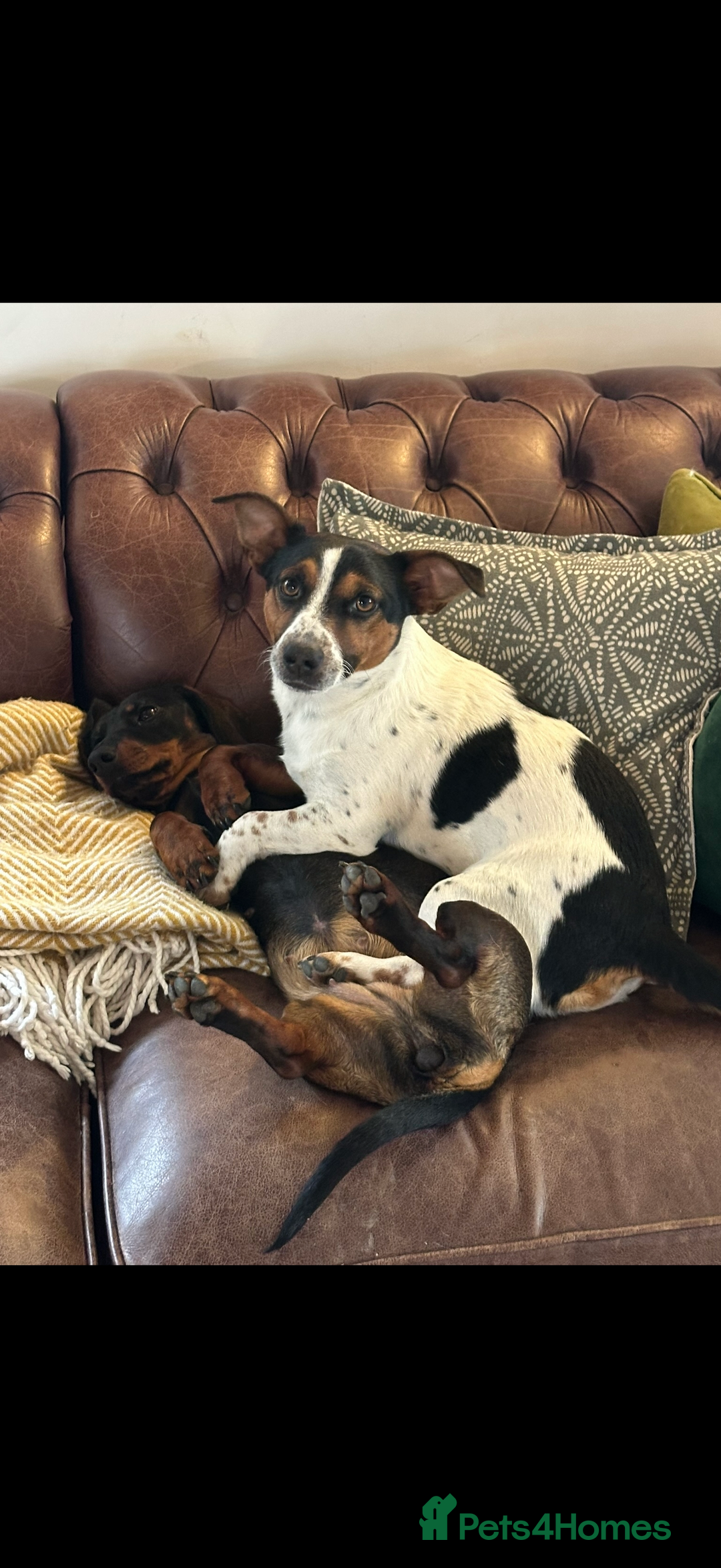 Mixed Breed dogs for sale: Cojackp for rehoming - Advert 1