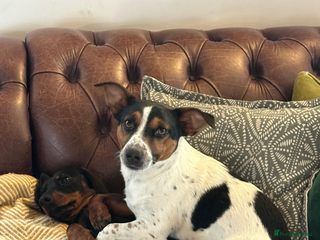 Mixed Breed dogs Cojackp for rehoming - Advert 1