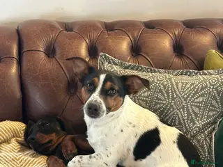 Mixed Breed dogs Cojack (Jack Russell x corgi) for rehoming - Advert 8