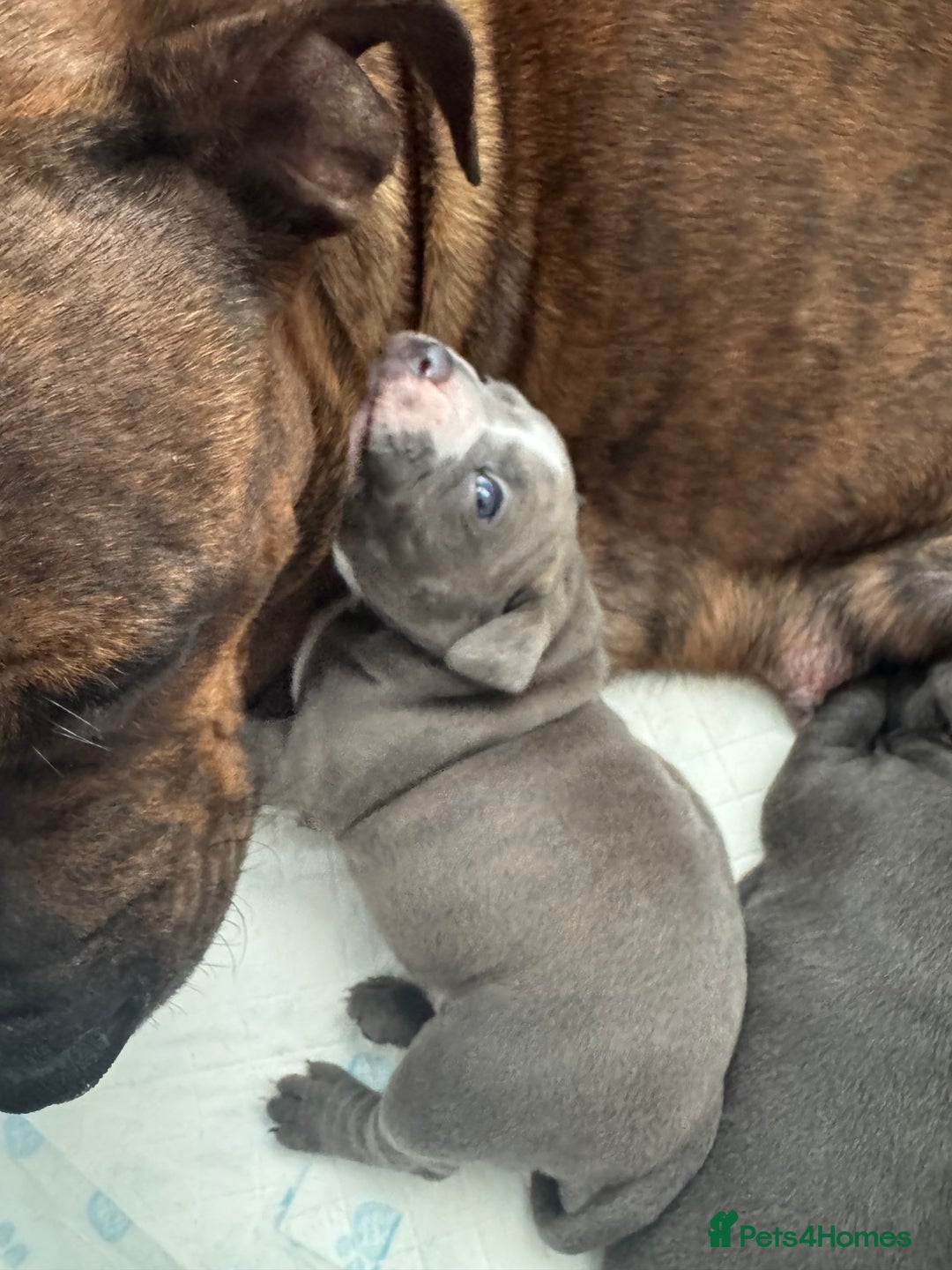 Staffordshire Bull Terrier dogs for sale: 4 Staffordshire bull terrier puppies  - Advert 14