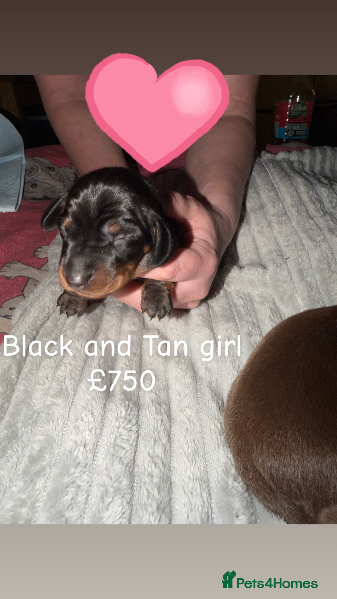 Dachshund Puppy 3