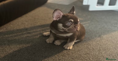 French Bulldog dogs - Advert 16
