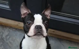Boston Terrier dogs for sale: Beautiful Chunky KC Boston Terrier Puppies - Image 36