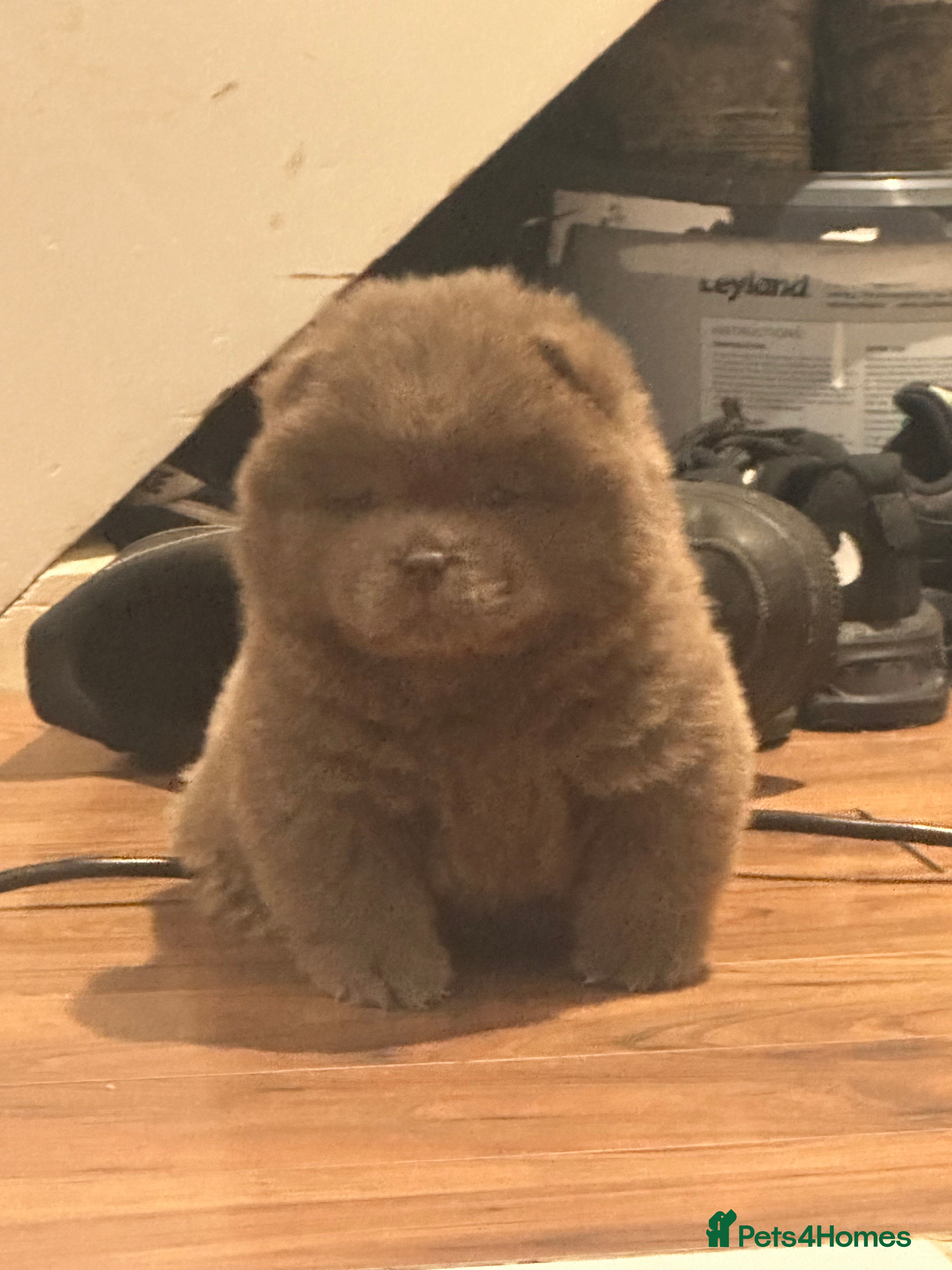 Chow Chow dogs Chow chow babies  - Advert 7