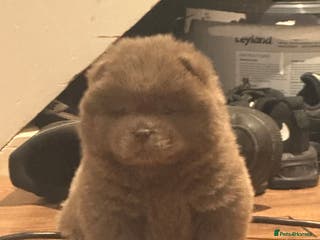 Chow Chow dogs Chow chow babies - Advert 3