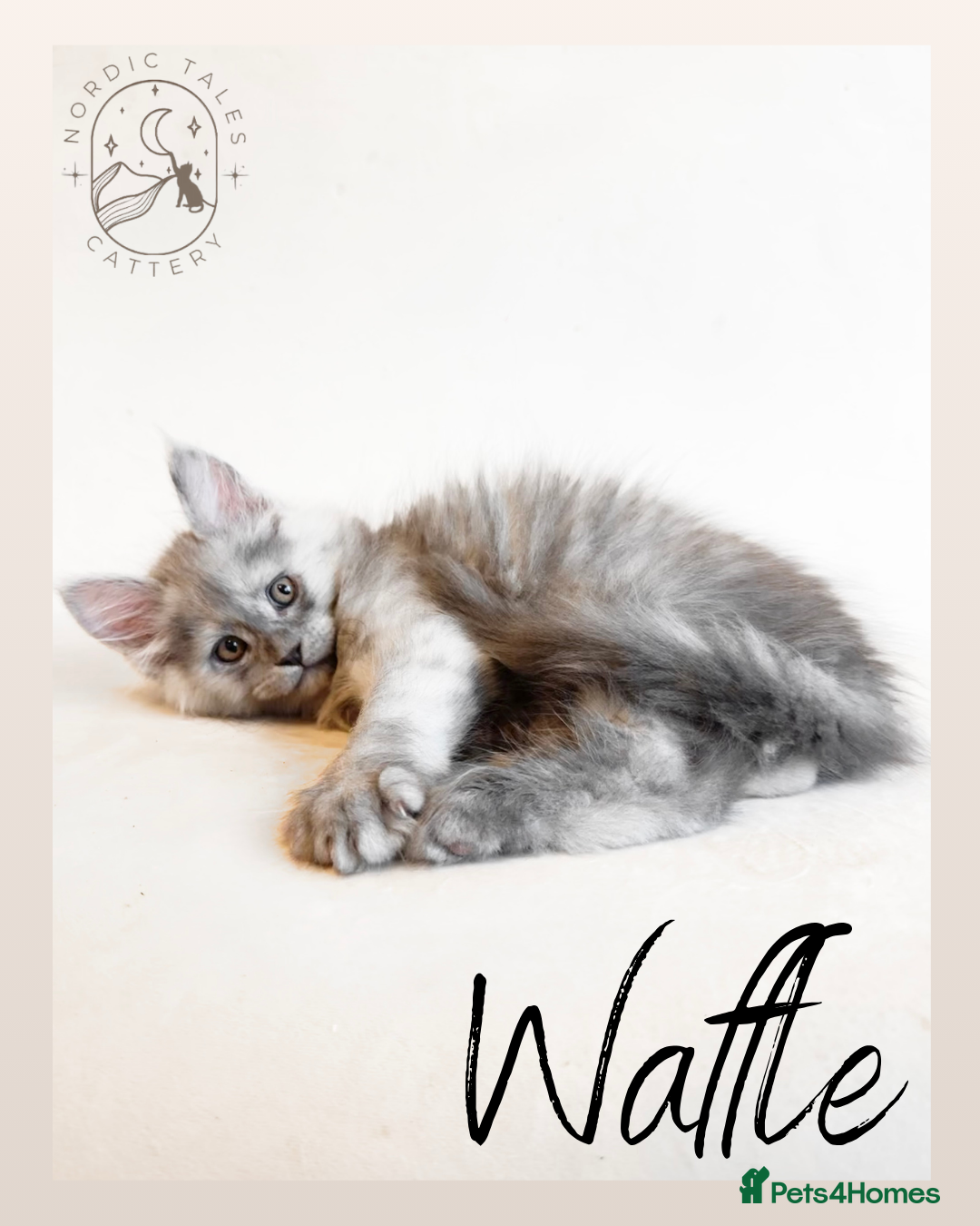 Maine Coon cats for sale: High Smoke, Smoke & Tabby Maine Coons - Advert 2