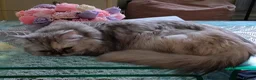 Persian cats for sale: Beautiful white and grey Persian  - Advert 3