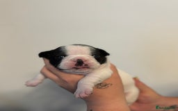 French Bulldog dogs for sale: Beautiful pied French bulldog puppies 🐾  - Image 3