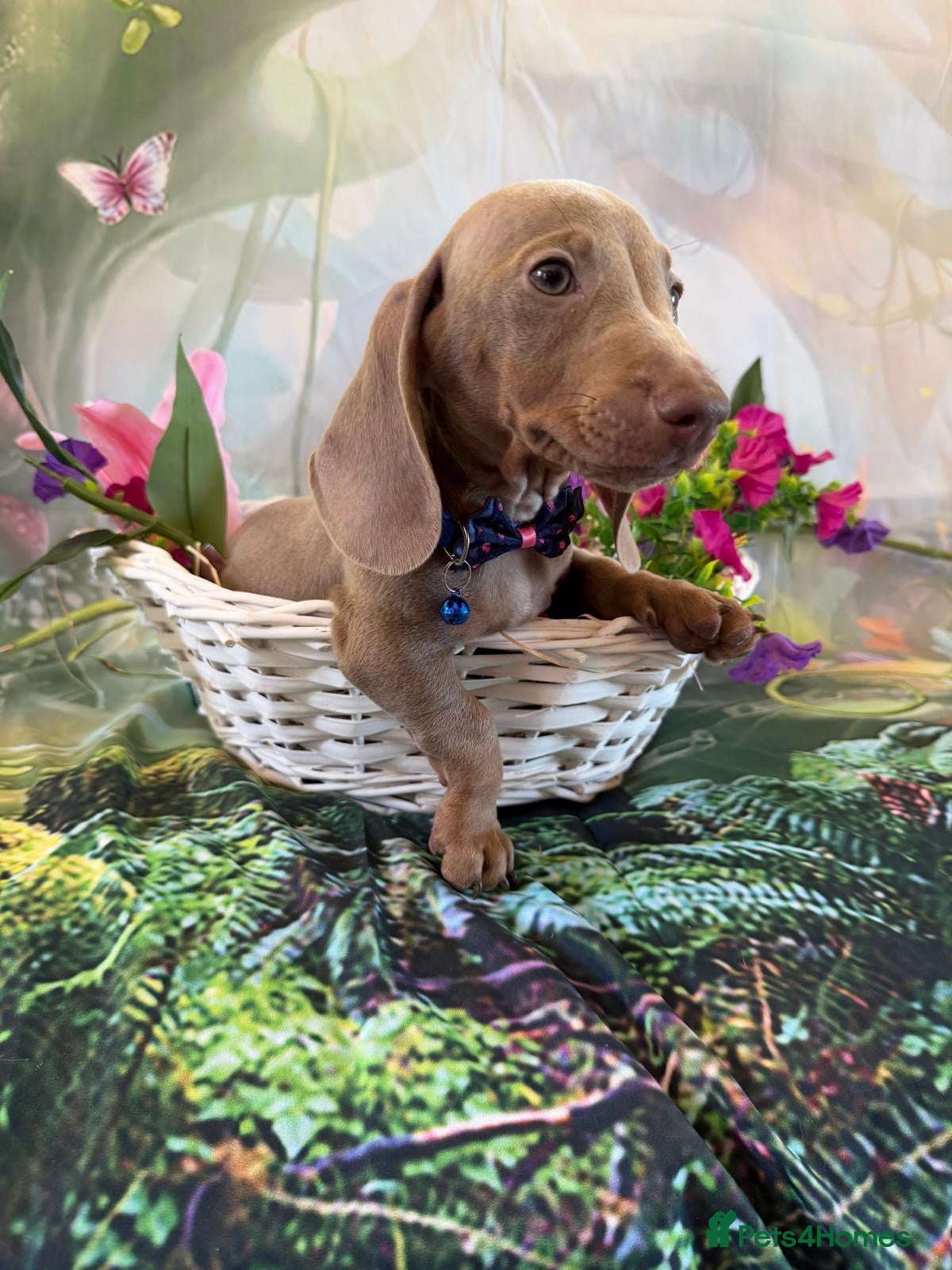 Miniature Dachshund dogs 💫❤️Supreme miniature dachshund puppies❤️💫  - Advert 2