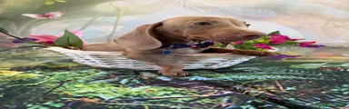 Miniature Dachshund Puppy 1