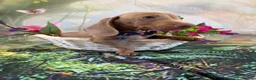 Miniature Dachshund dogs for sale: 💫❤️Supreme miniature dachshund puppies❤️💫  - Advert 1