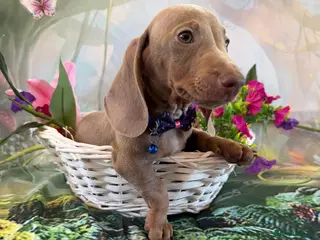 Miniature Dachshund dogs 💫❤️Supreme miniature dachshund puppies❤️💫 - Advert 4