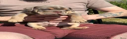 English Bulldog dogs for sale: KC English bulldog puppies  - Advert 9