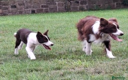 Border Collie dogs for sale: Red and White border collie bitch puppies  - Image 12