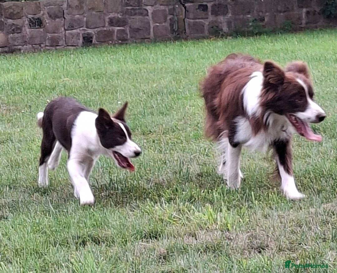 Border Collie dogs for sale: Red and White border collie bitch puppies  - Image 12