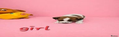 Jack Russell Puppy 1