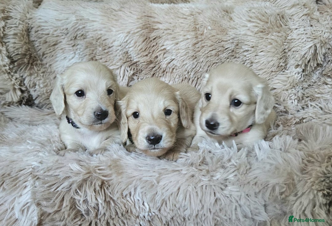 Miniature Dachshund dogs for sale: Beautiful long haired mini dachshunds - Advert 13