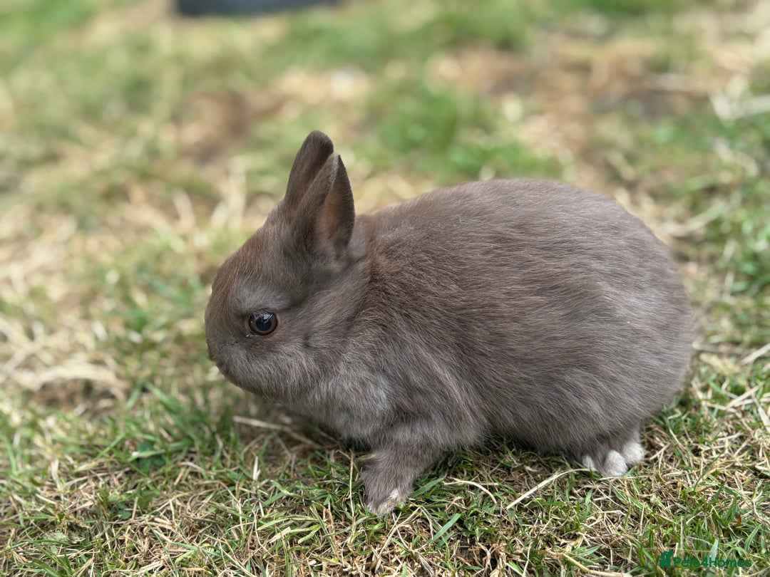 Netherland Dwarf rabbits for sale: Trio Netherland Dwarf Boys - Image 6