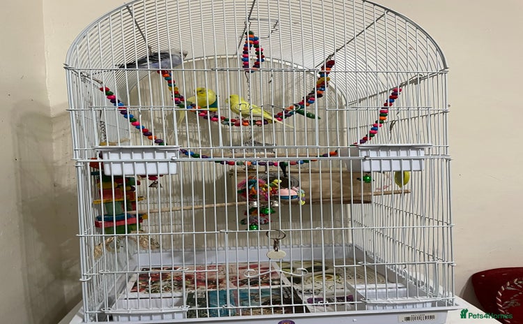 Budgerigars birds - Advert 2