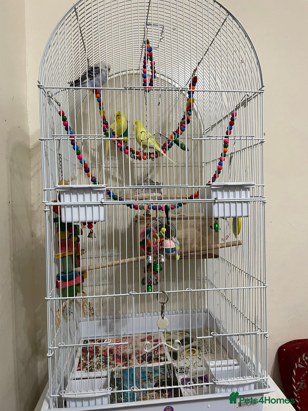 Budgerigars birds for sale: 3 budgies with cage and accessories - Image 1