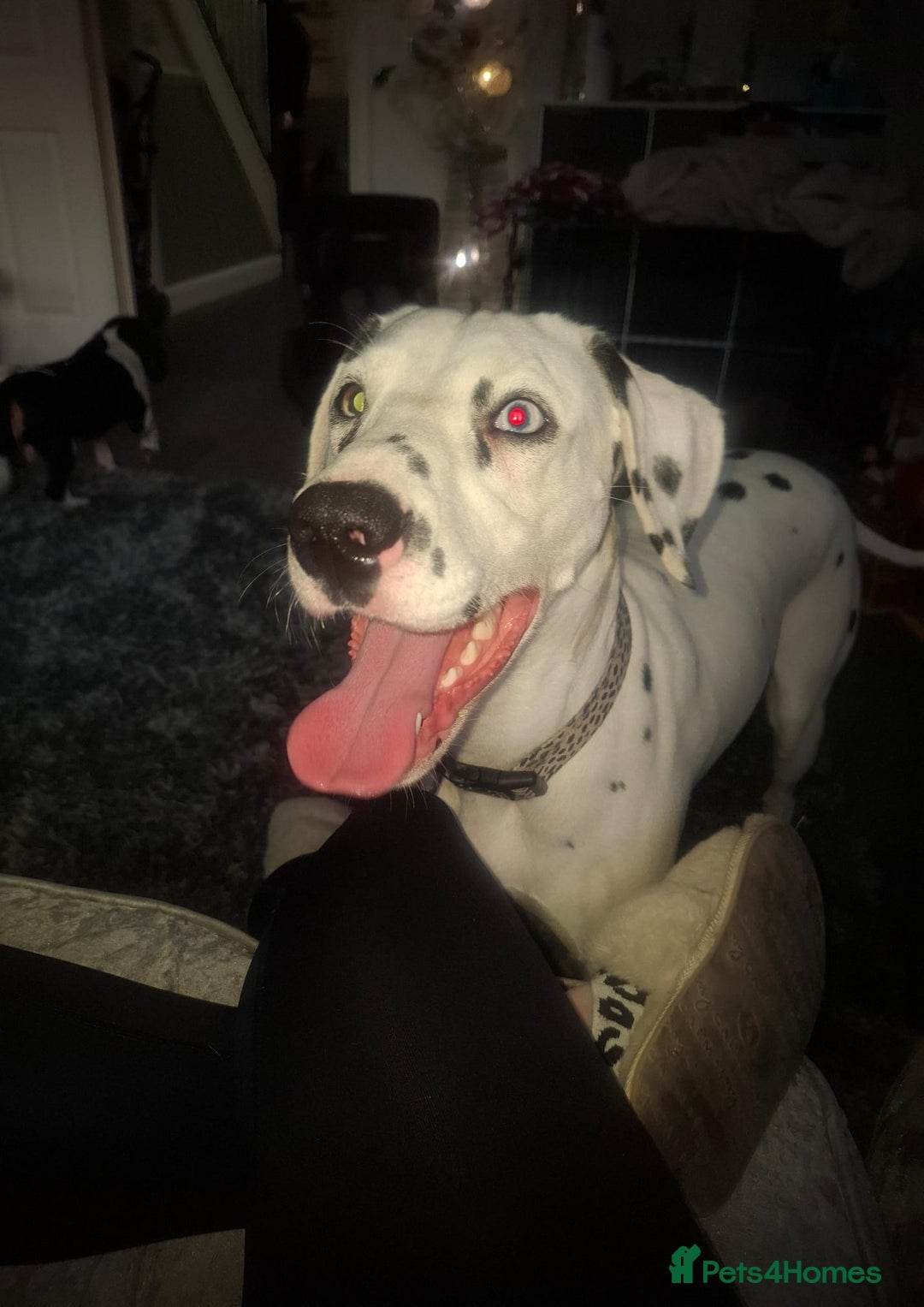Dalmatian dogs for sale: Beautiful female Dalmatian  - Image 6