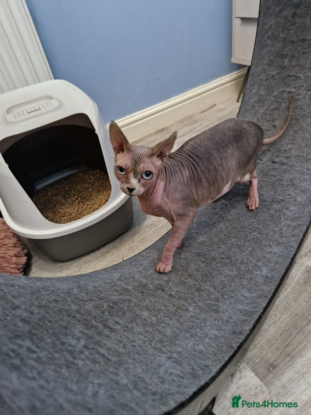 Sphynx cats for sale: Canadian sphynx lady - Advert 4