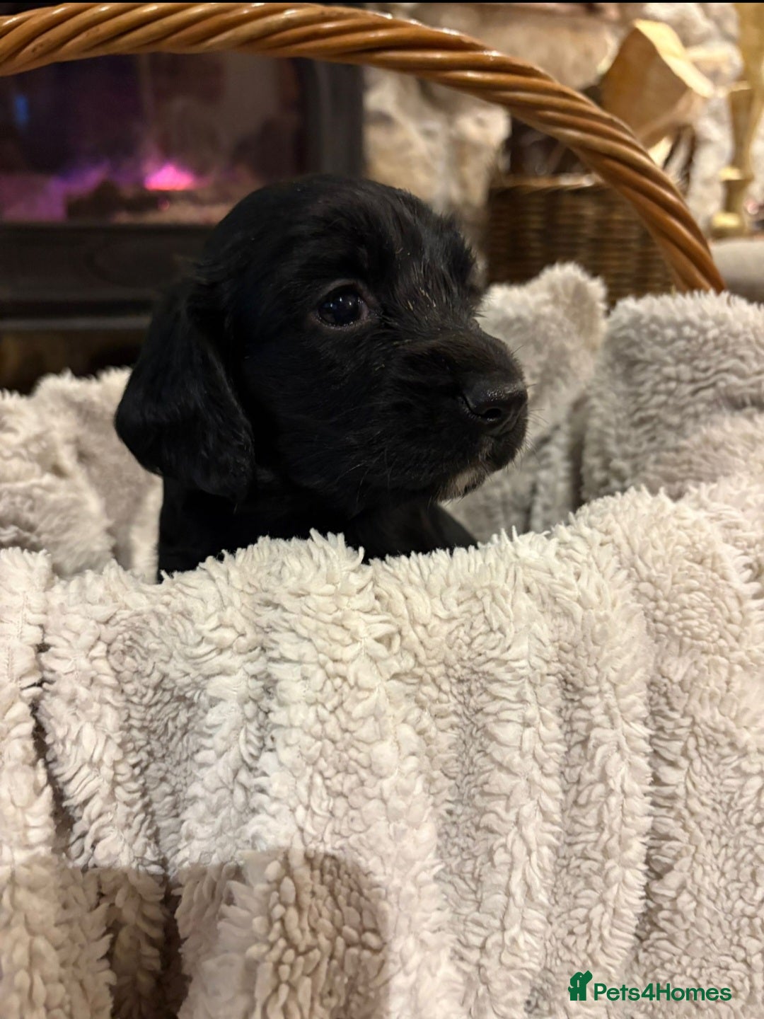Sprocker dogs for sale: Sprocker pups forsale  - Image 2