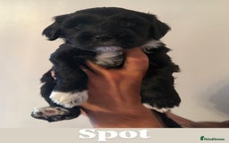 Tibetan Terrier dogs for sale: Tibetan Terrier puppies for sale  - Image 6