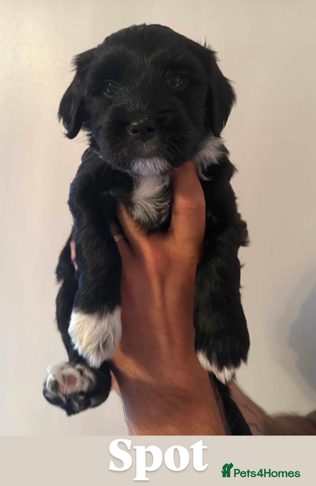 Tibetan Terrier dogs for sale: Tibetan Terrier puppies for sale  - Image 6