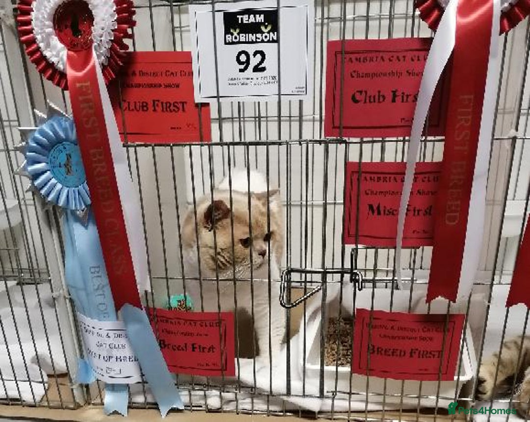 British Shorthair cats for stud: CHAMPION KAROWBIST FLOYDER  in Ruardean - Advert 5