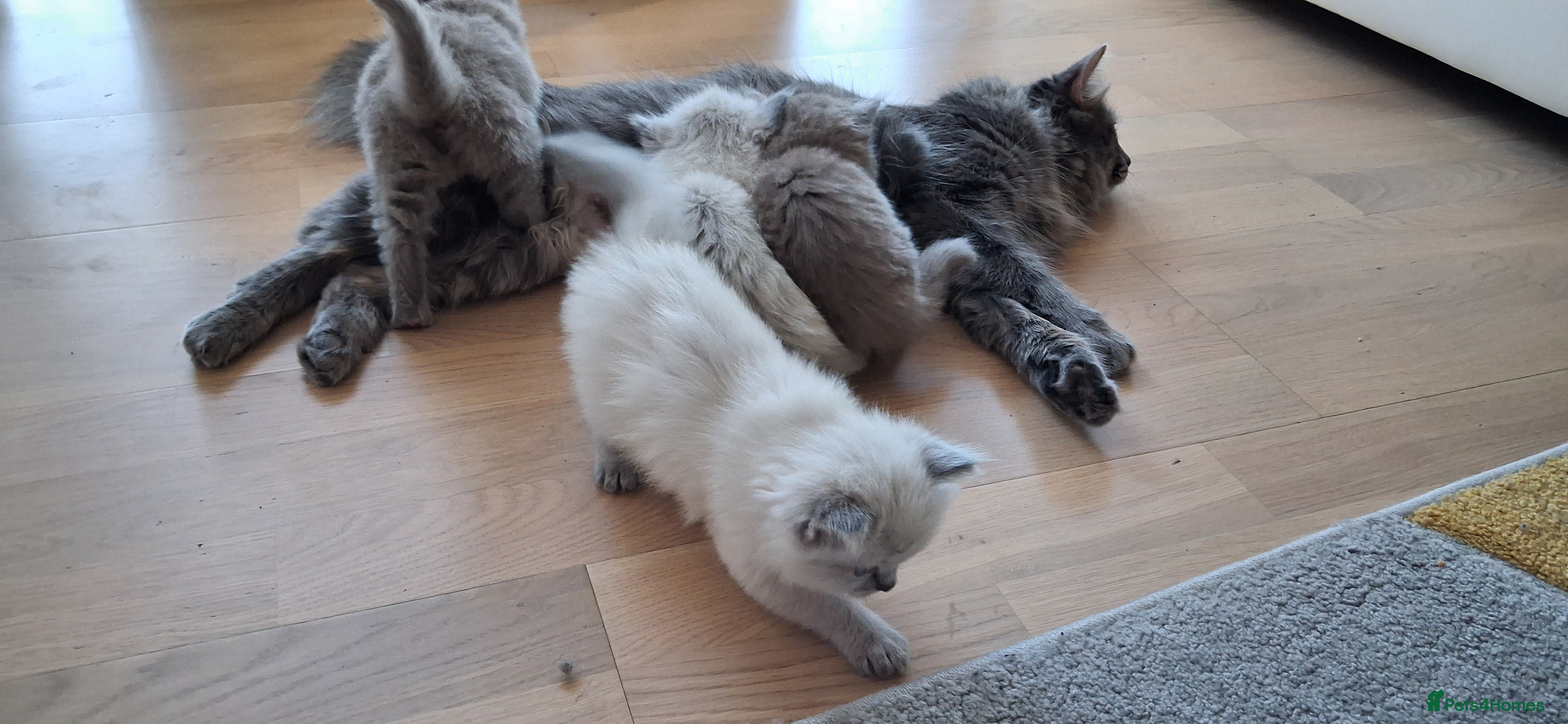 Ragdoll cats Ragdoll Cross Kittens - Advert 2