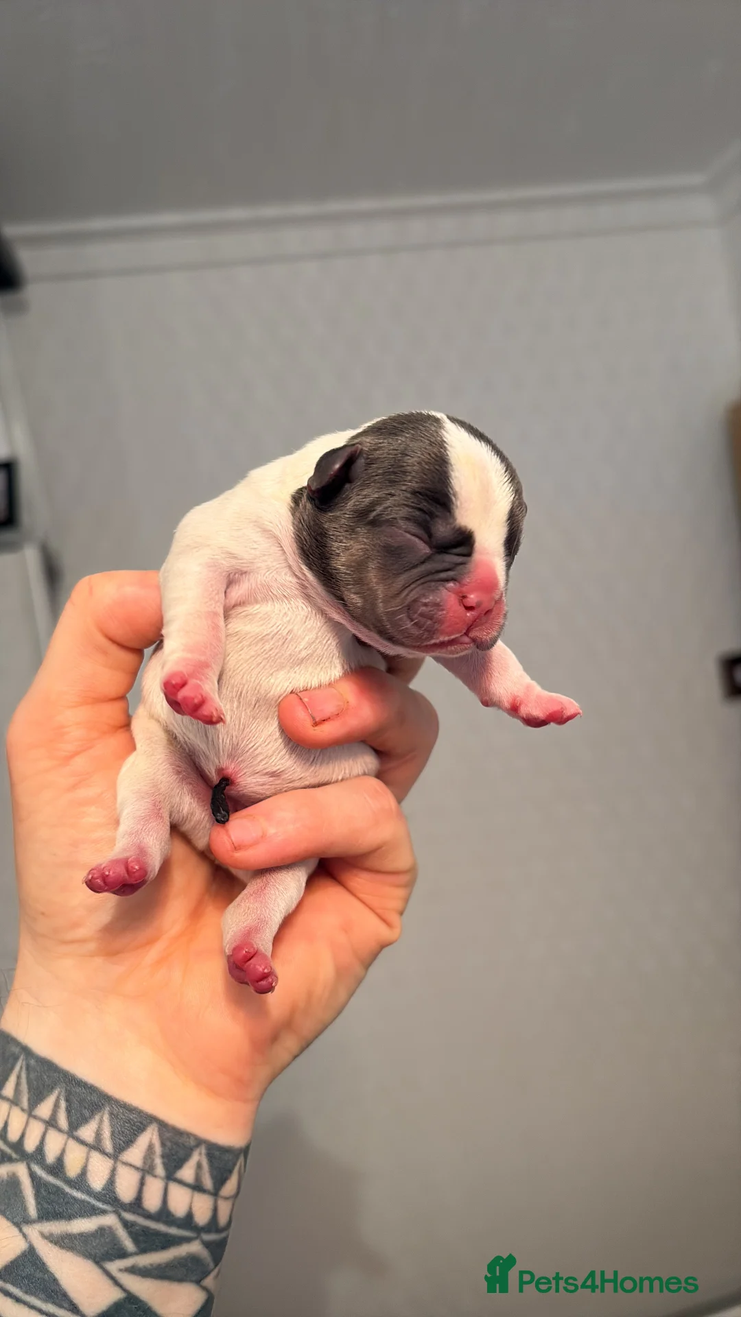French Bulldog dogs for sale: HIGHLY HEALTH TESTED FRENCHIE PUPS - Advert 12