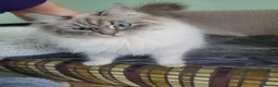 Siberian cats for sale: Active Siberians  - Advert 1