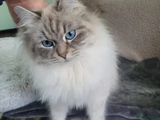 Siberian cats Active Siberians - Advert 4