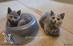 British Shorthair cats for sale: ❗️❗️2 LEFT❗️❗️CHUNKY ADORABLE FLUFF BALLS in Ilkeston - Image 15