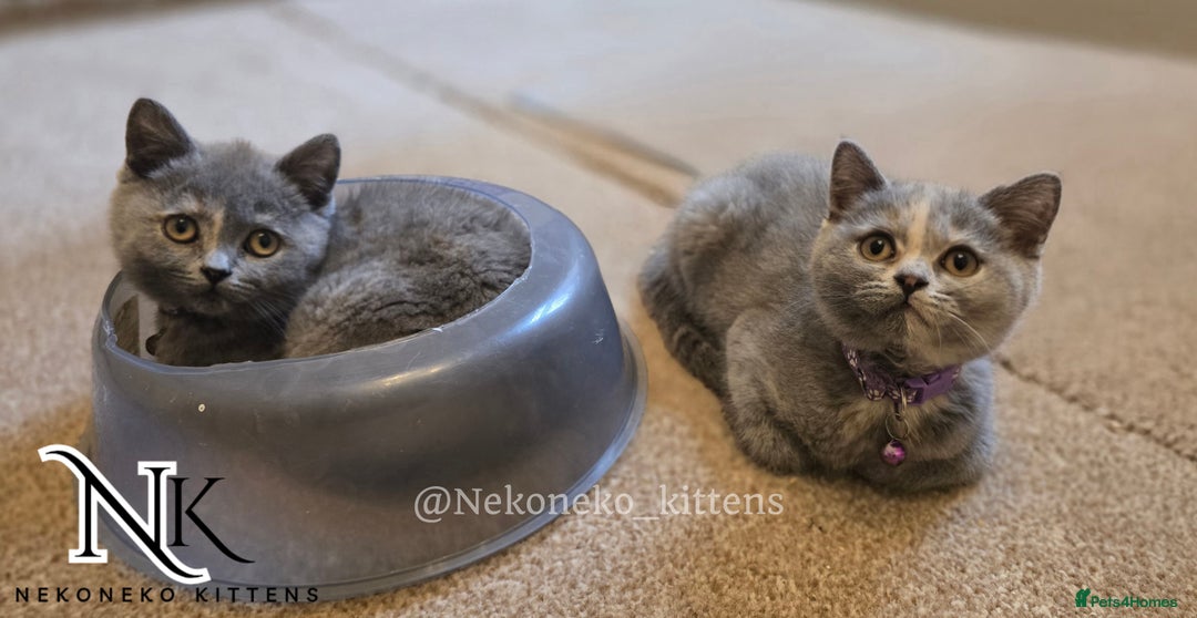 British Shorthair cats for sale: ❗️❗️2 LEFT❗️❗️CHUNKY ADORABLE FLUFF BALLS in Ilkeston - Image 15