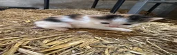 Mixed Breed cats for sale: Farm kitten - Advert 19