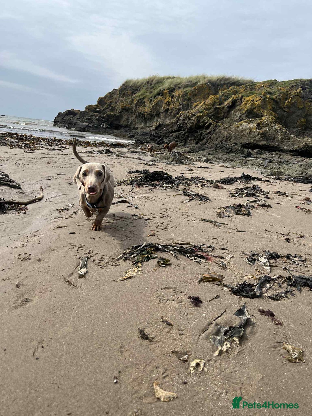 Miniature Dachshund dogs for sale: Miniature dachshund (1 girl left) - Advert 32