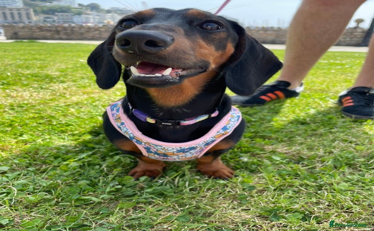 Miniature Dachshund dogs - Advert 4