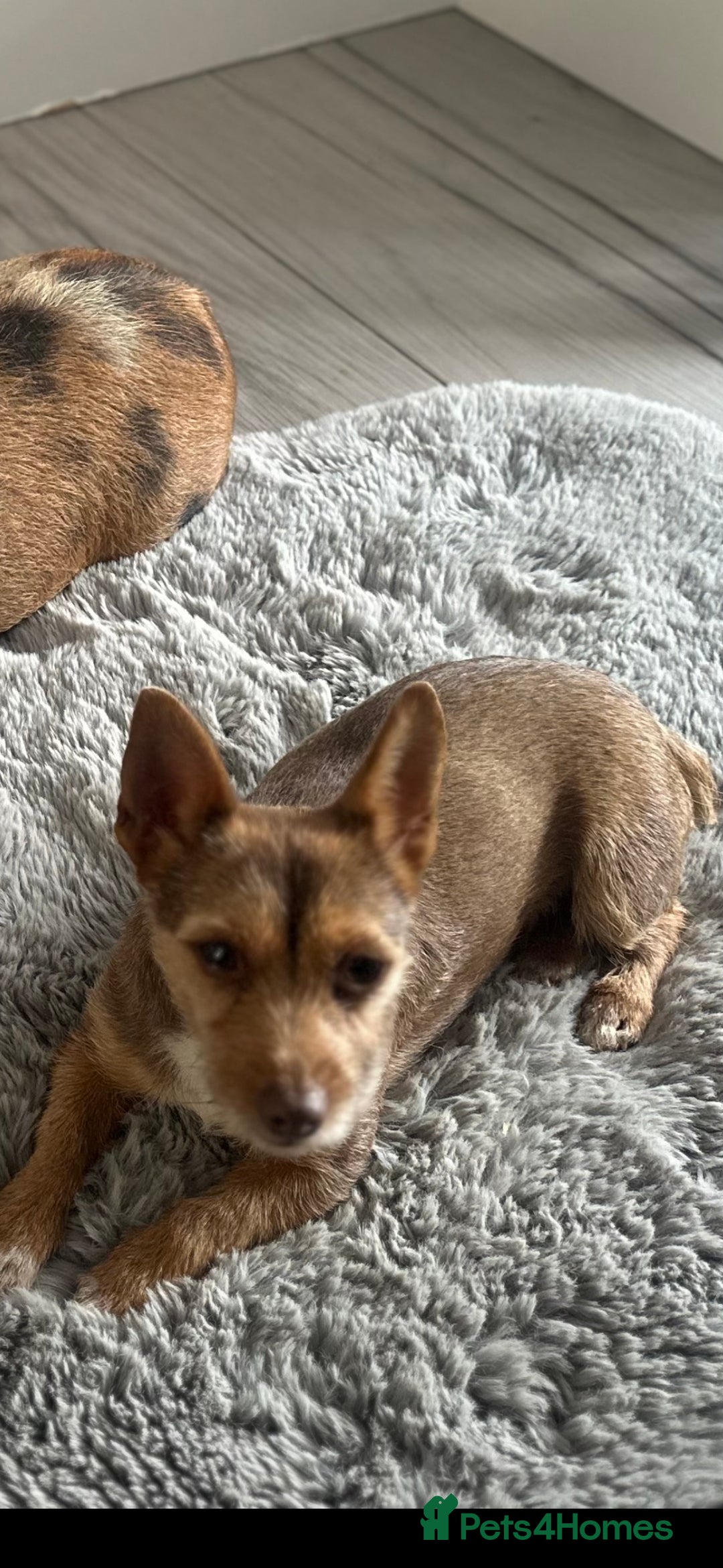 Jack Russell dogs for sale: 🐾 Adorable Jack Russell Puppies for Sale! 🐾 - Image 20