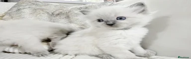 Ragdoll Kitten 2 Grey