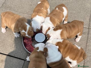 English Bulldog dogs Beautiful KC reg English Bulldogs - Advert 2