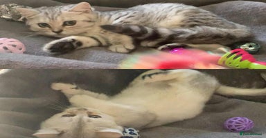 British Longhair cats in Bournemouth - Advert 16