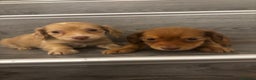 Miniature Dachshund dogs for sale: Long haired cream Puppies  - Advert 6