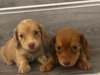 Miniature Dachshund dogs Long haired cream Puppies - Advert 12
