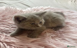 British Shorthair cats for sale: Stunning fluffy kittens  - Image 4