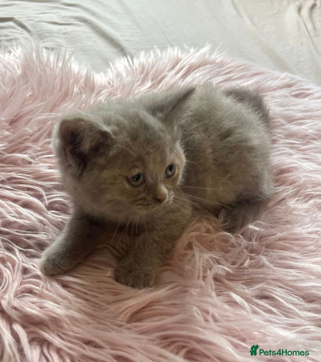 British Shorthair cats for sale: Stunning fluffy kittens  - Image 4